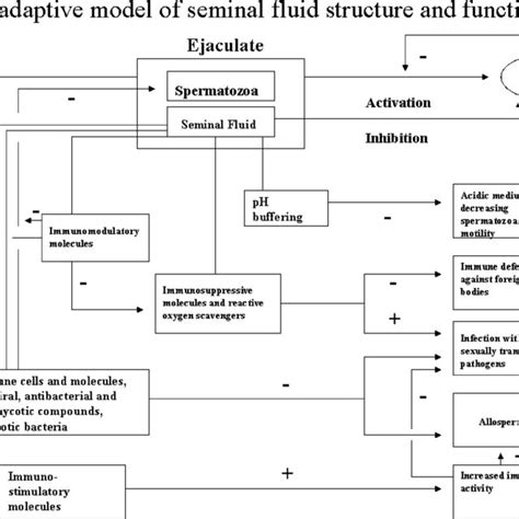 liquide seminal|(PDF) Complexity of Seminal Fluid: A Review